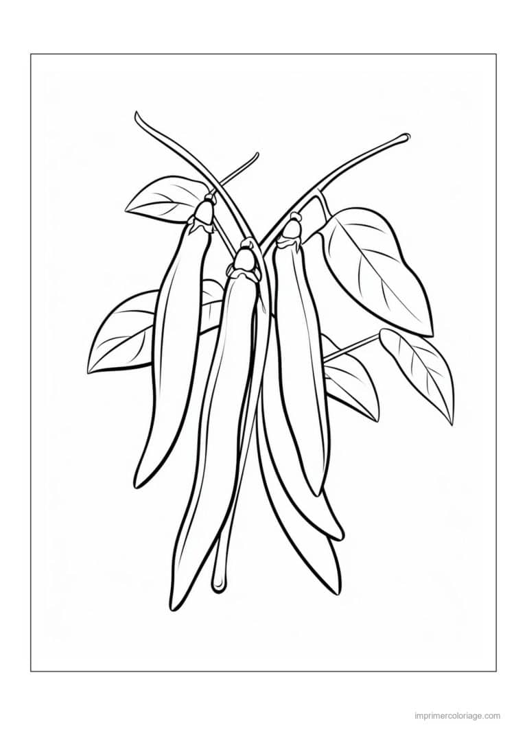 coloriage haricot petit pois gousses de haricots et feuilles 41 - dessin gratuit &agrave; imprimer