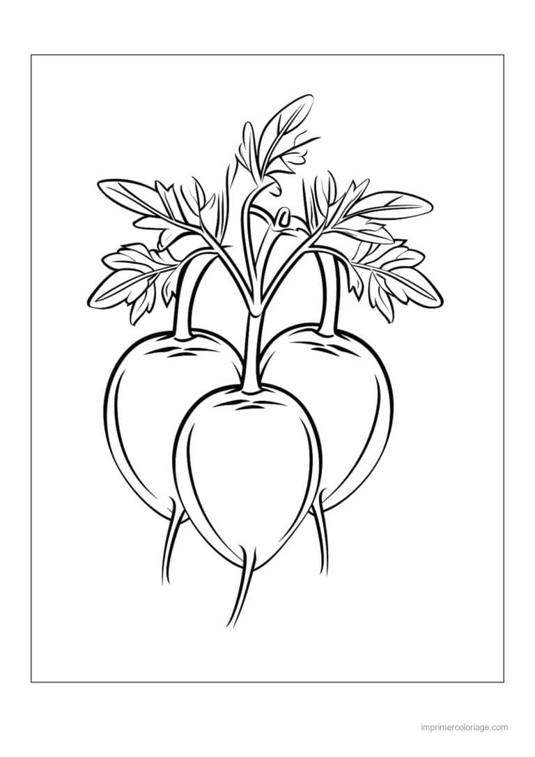 coloriage legumes radis et leurs fanes 13 - dessin gratuit &agrave; imprimer