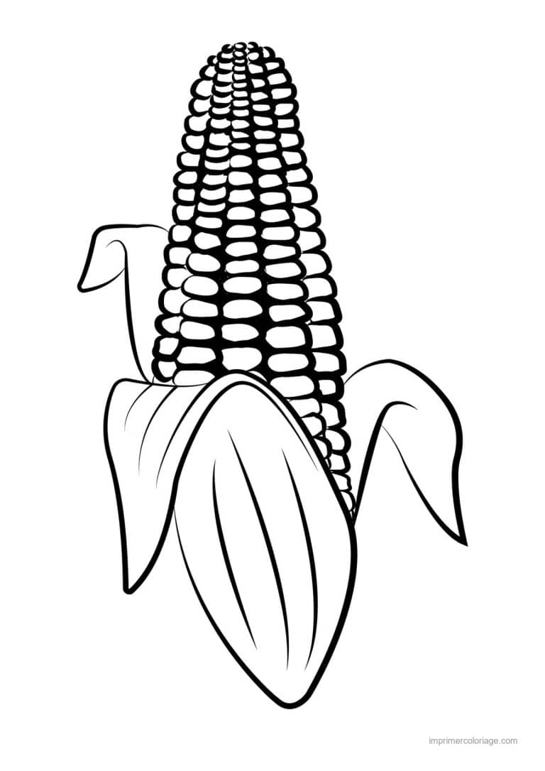coloriage mais epi de mais epluche 2 - dessin gratuit &agrave; imprimer