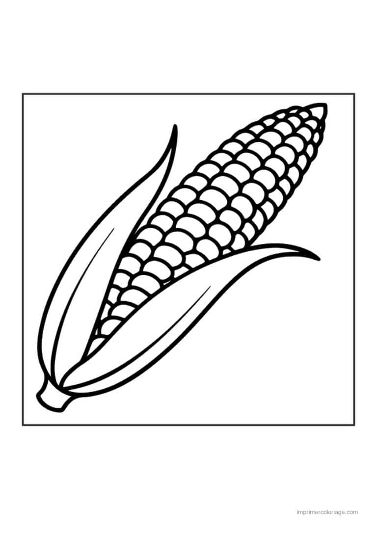 coloriage mais epi de mais et sa feuille - dessin gratuit &agrave; imprimer