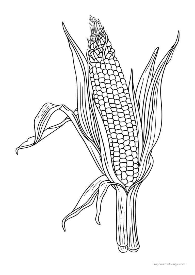 coloriage mais epi de mais grave 139 - dessin gratuit &agrave; imprimer