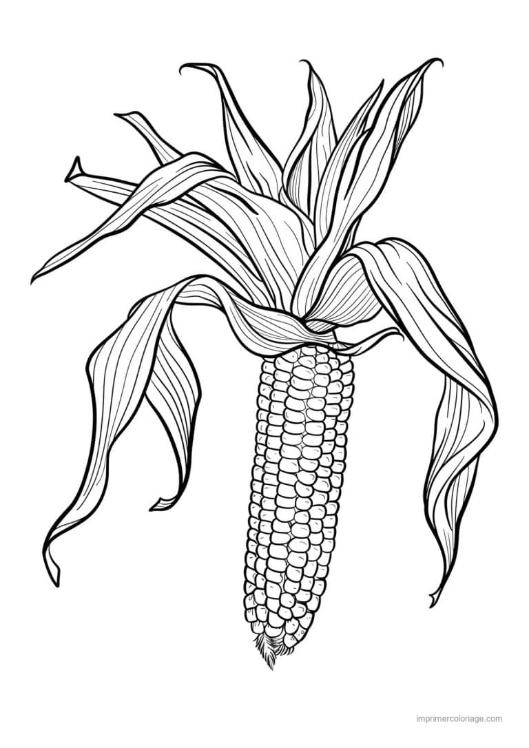 coloriage mais epi de mais grave 147 - dessin gratuit &agrave; imprimer