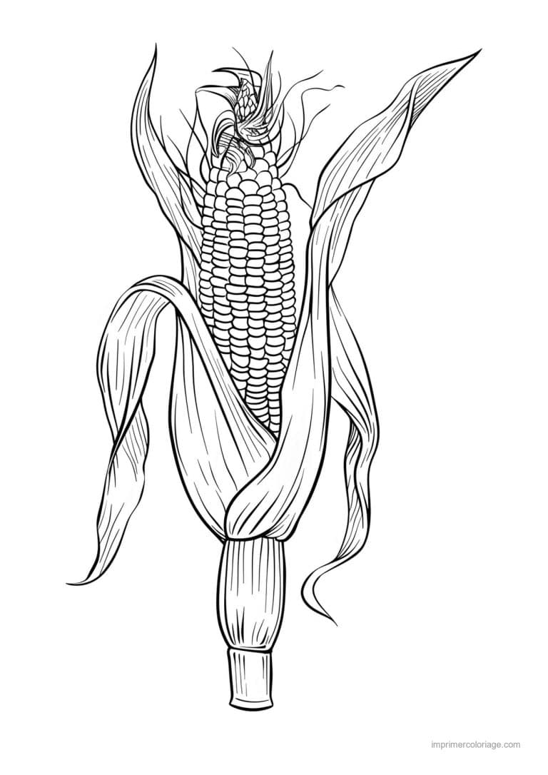 coloriage mais epi de mais grave 16 - dessin gratuit &agrave; imprimer