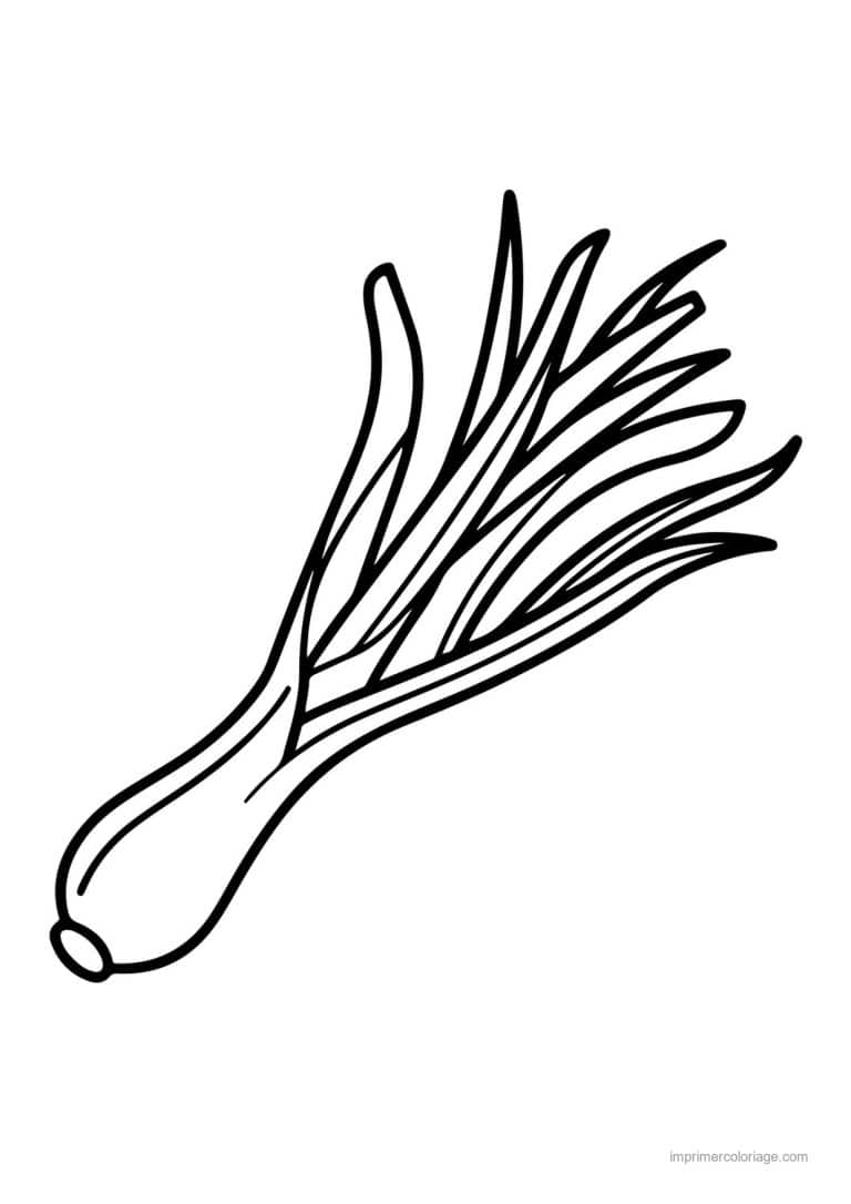 coloriage oignon ail poireau botte d oignons nouveaux - dessin gratuit &agrave; imprimer
