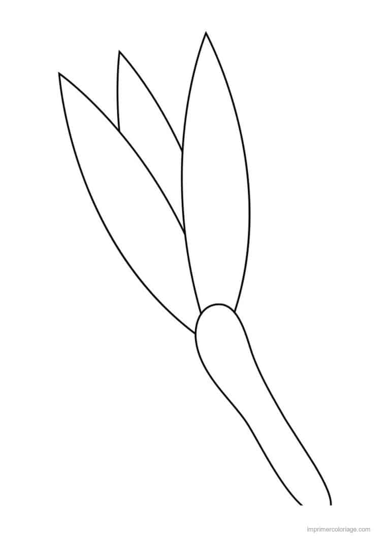 coloriage oignon ail poireau poireau et ses feuilles - dessin gratuit &agrave; imprimer