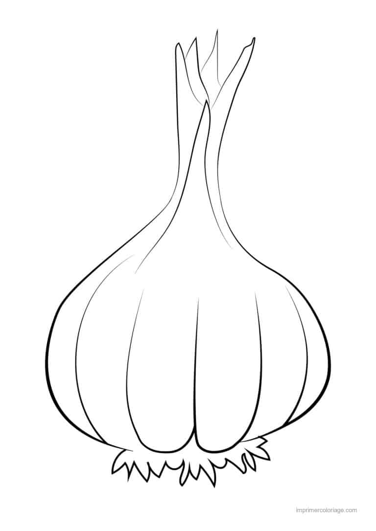 coloriage oignon ail poireau tete d ail au trait epais - dessin gratuit &agrave; imprimer
