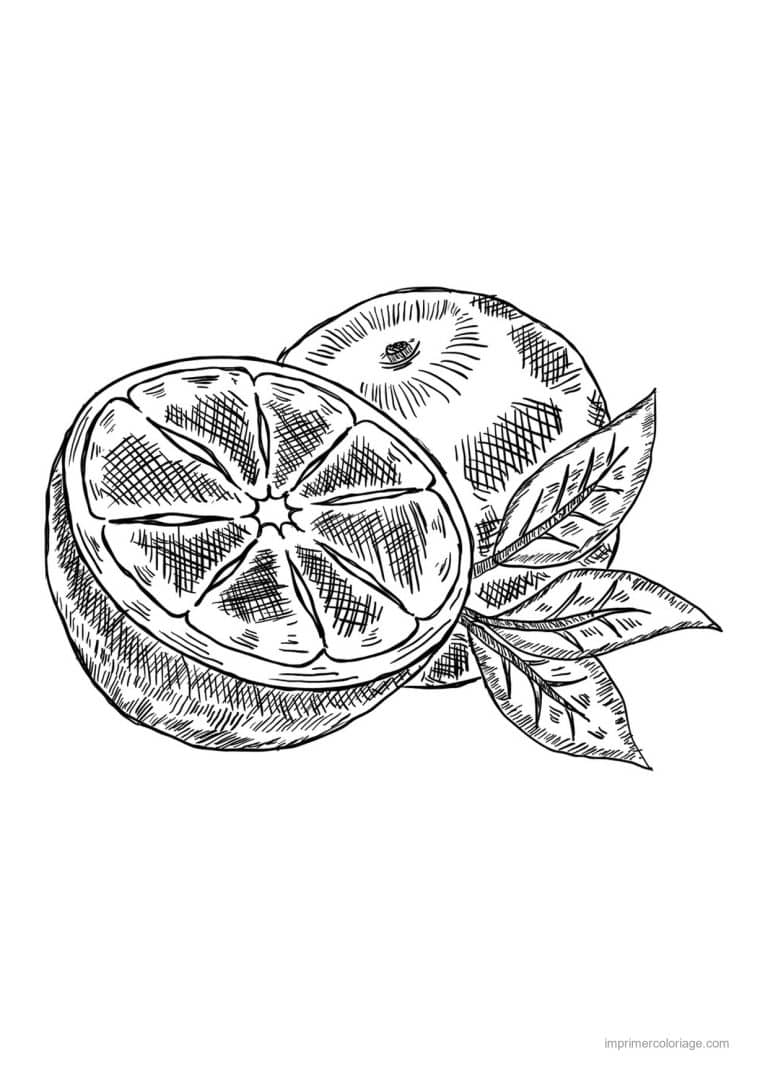coloriage orange mandarine orange entiere et coupee 2 - dessin gratuit &agrave; imprimer