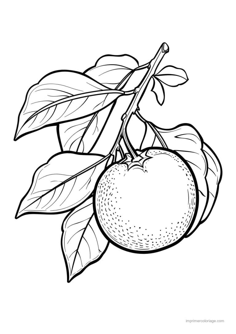coloriage orange mandarine orange gravee 198 - dessin gratuit &agrave; imprimer