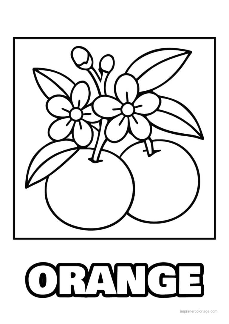 coloriage orange mandarine oranges et fleurs d oranger - dessin gratuit &agrave; imprimer