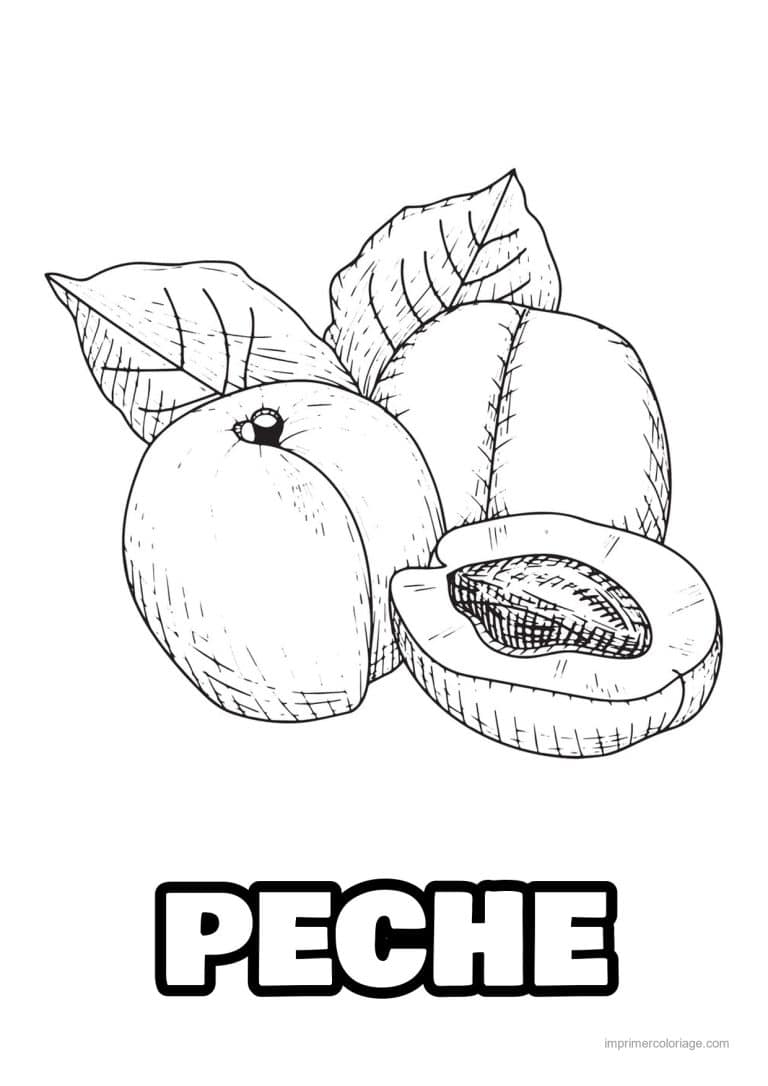 coloriage peche abricot prune abricots entier et coupe 3 - dessin gratuit &agrave; imprimer
