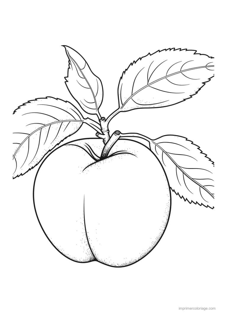 coloriage peche abricot prune peche et ses feuilles 2 - dessin gratuit &agrave; imprimer