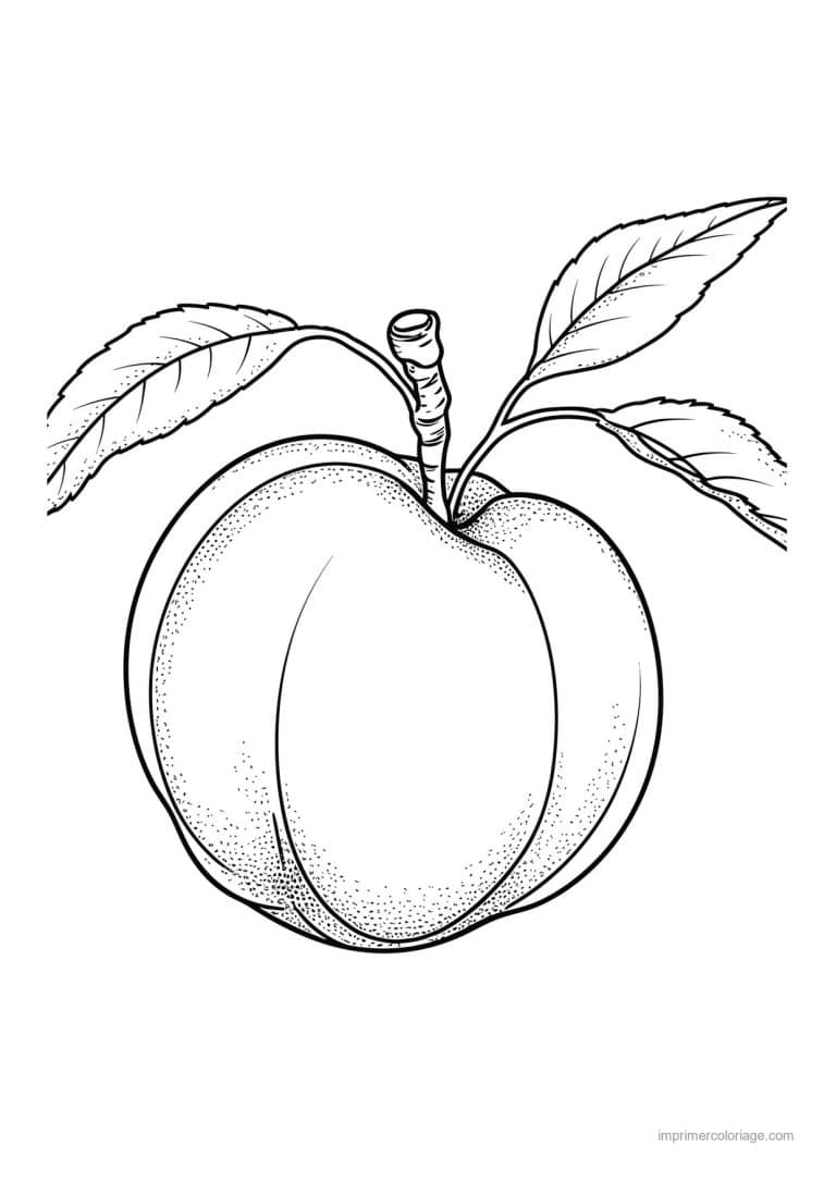 coloriage peche abricot prune peche et son sillon 2 - dessin gratuit &agrave; imprimer