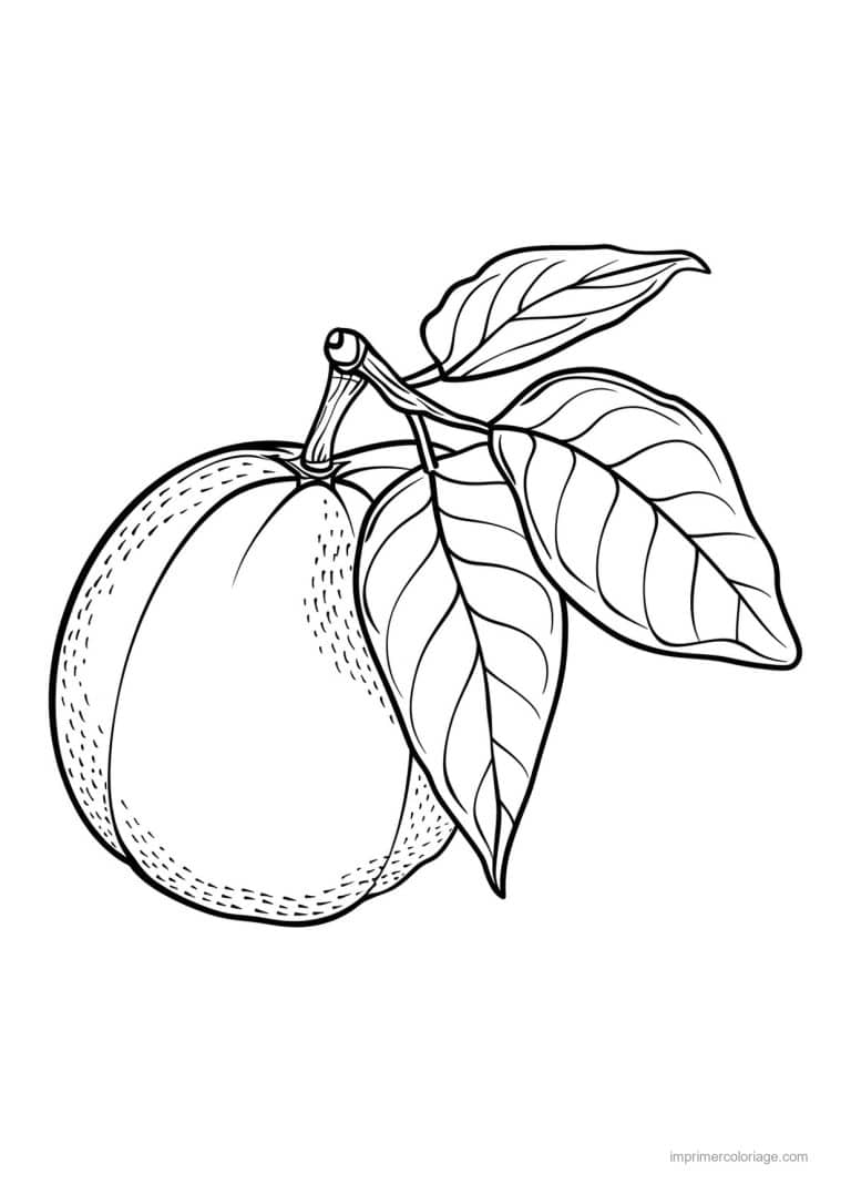 coloriage peche abricot prune peche gravee 103 - dessin gratuit &agrave; imprimer