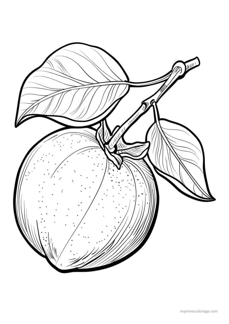 coloriage peche abricot prune peche gravee 149 - dessin gratuit &agrave; imprimer