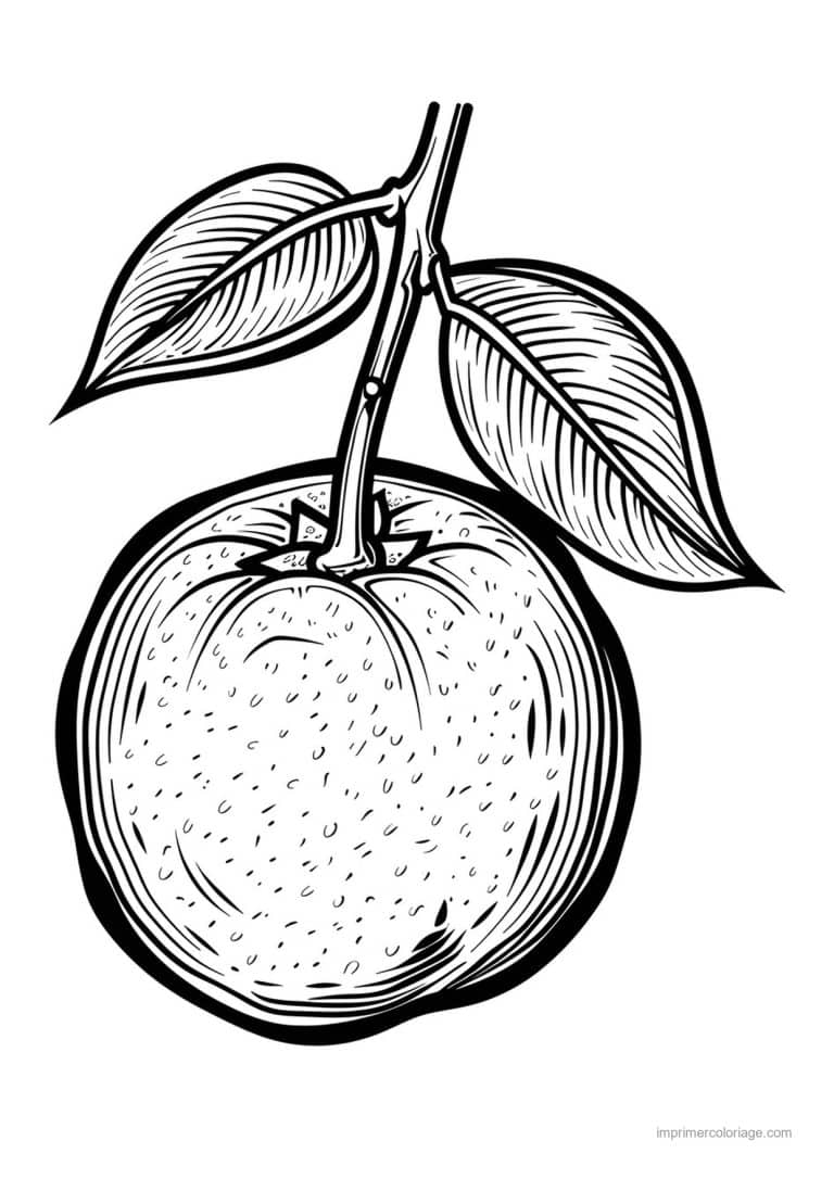 coloriage peche abricot prune peche gravee 163 - dessin gratuit &agrave; imprimer