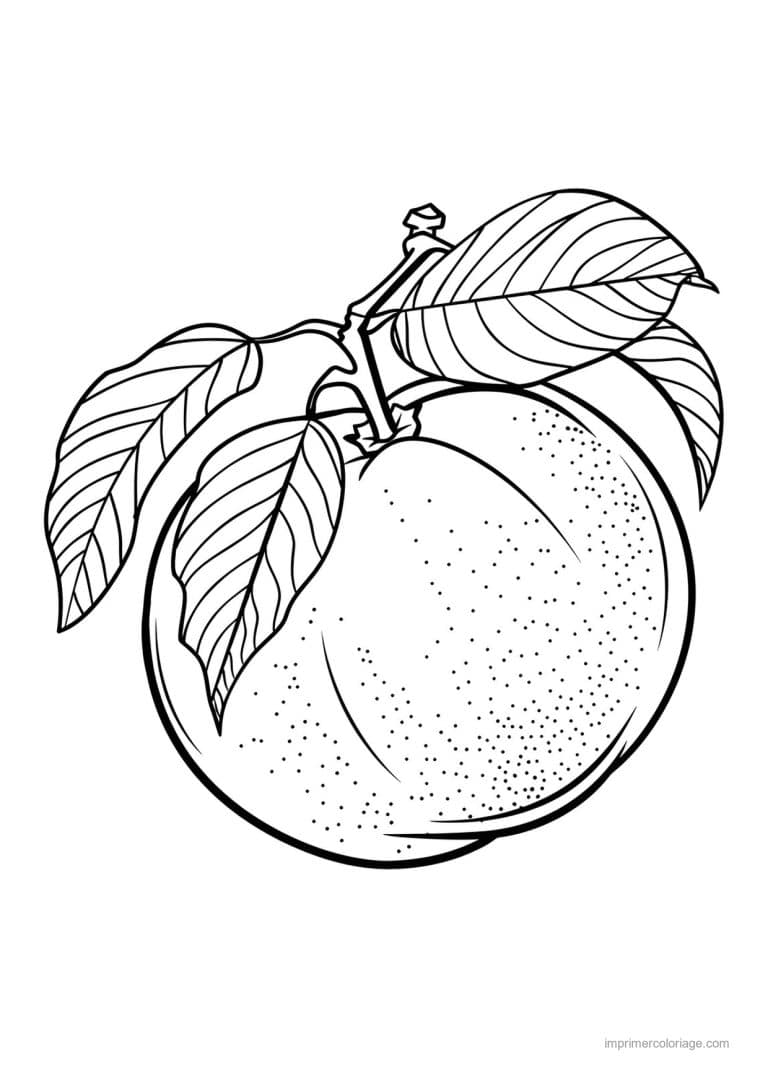 coloriage peche abricot prune peche gravee 170 - dessin gratuit &agrave; imprimer