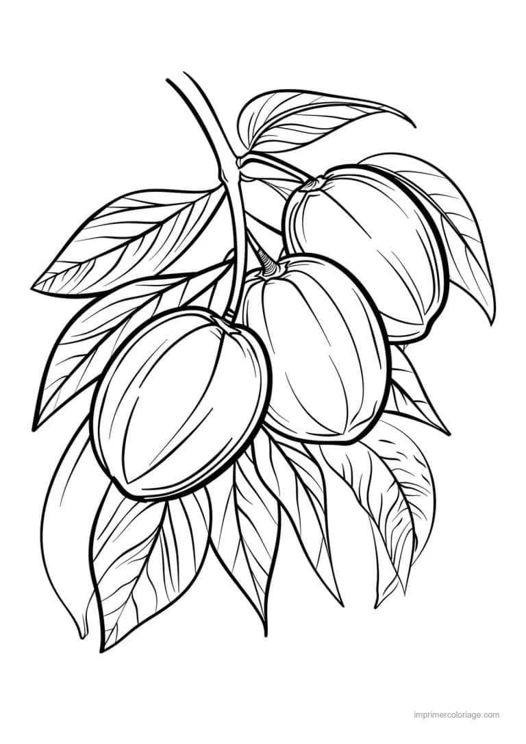 coloriage peche abricot prune prune et ses feuilles 169 - dessin gratuit &agrave; imprimer