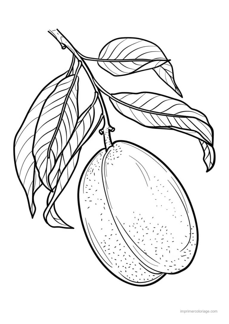 coloriage peche abricot prune prune et ses feuilles 96 - dessin gratuit &agrave; imprimer