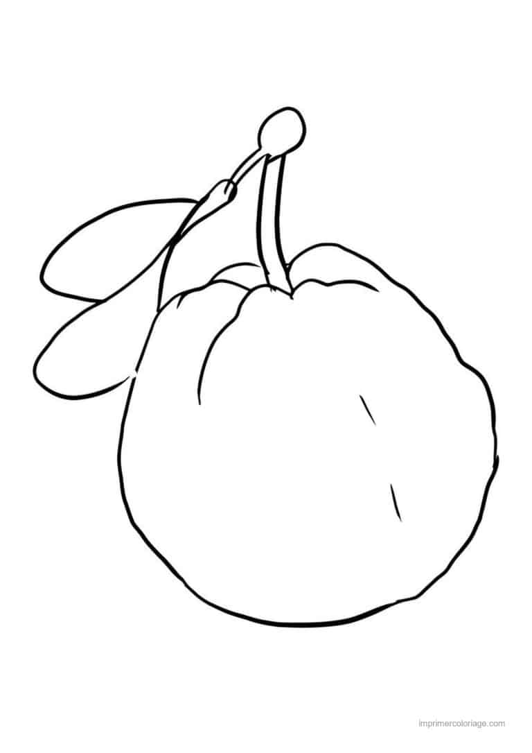 coloriage poire coing et sa tige - dessin gratuit &agrave; imprimer