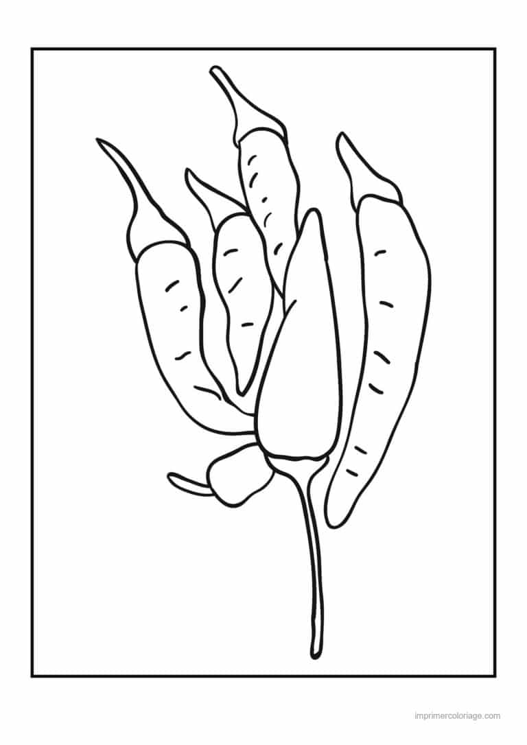 coloriage poivron piment bouquet de piments - dessin gratuit &agrave; imprimer