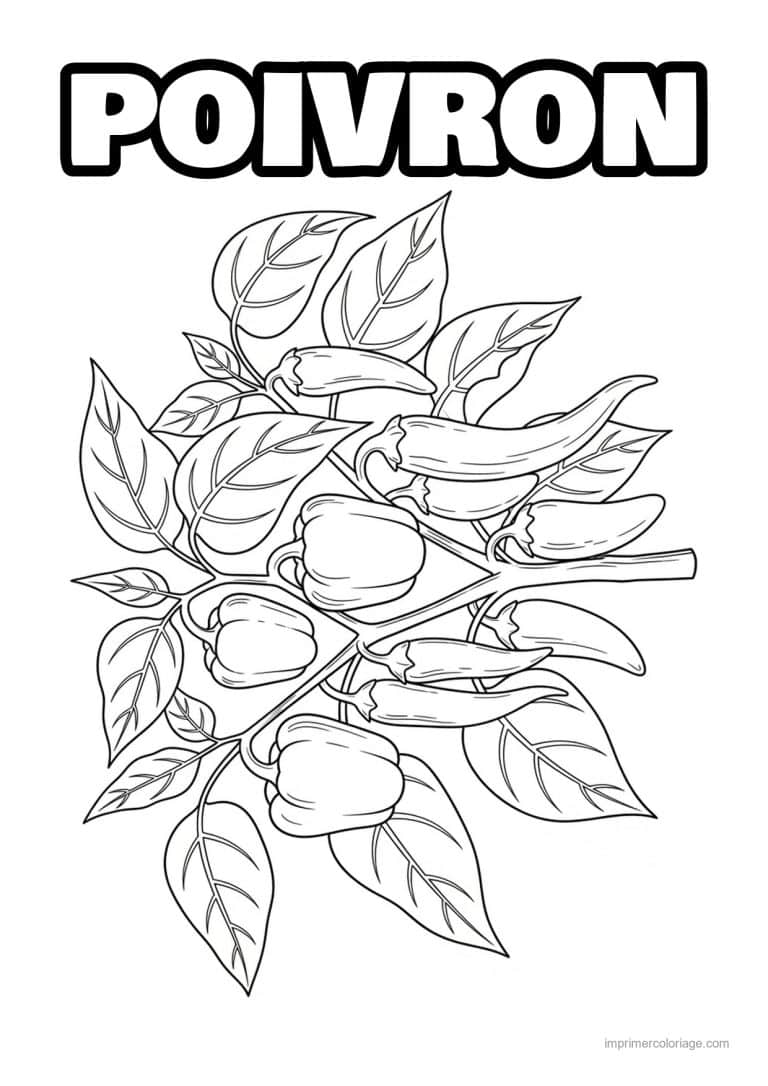 coloriage poivron piment poivrons sur une branche - dessin gratuit &agrave; imprimer