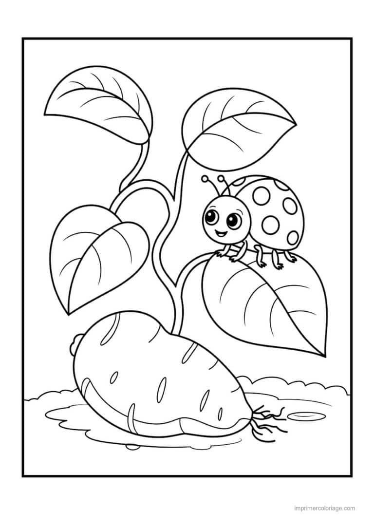 coloriage pomme de terre patate douce et ses feuilles - dessin gratuit &agrave; imprimer