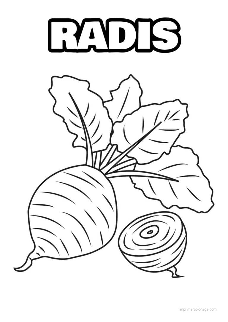 coloriage radis navet betterave betterave entiere et coupee - dessin gratuit &agrave; imprimer