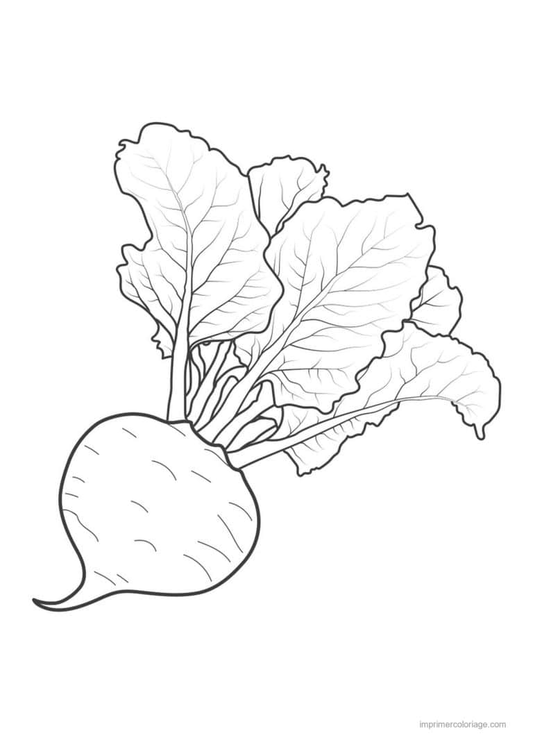 coloriage radis navet betterave betterave et ses fanes - dessin gratuit &agrave; imprimer