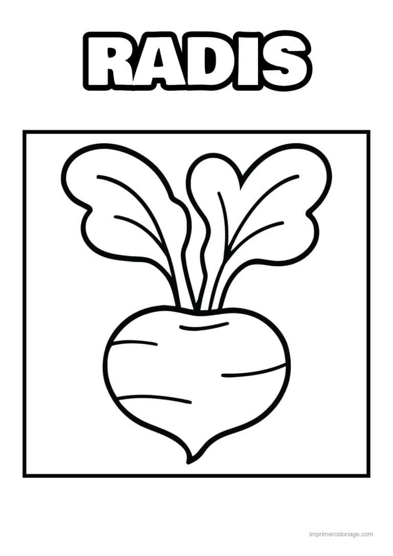 coloriage radis navet betterave betterave et ses feuilles 2 - dessin gratuit &agrave; imprimer