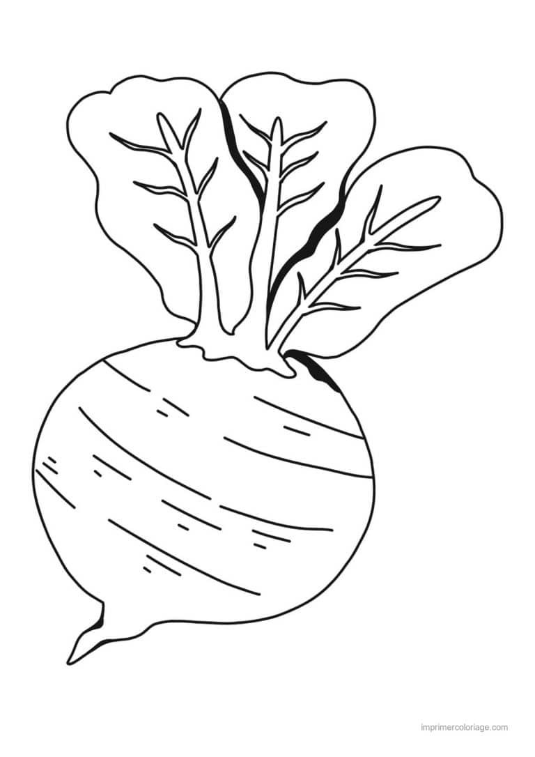 coloriage radis navet betterave betterave et ses feuilles 3 - dessin gratuit &agrave; imprimer