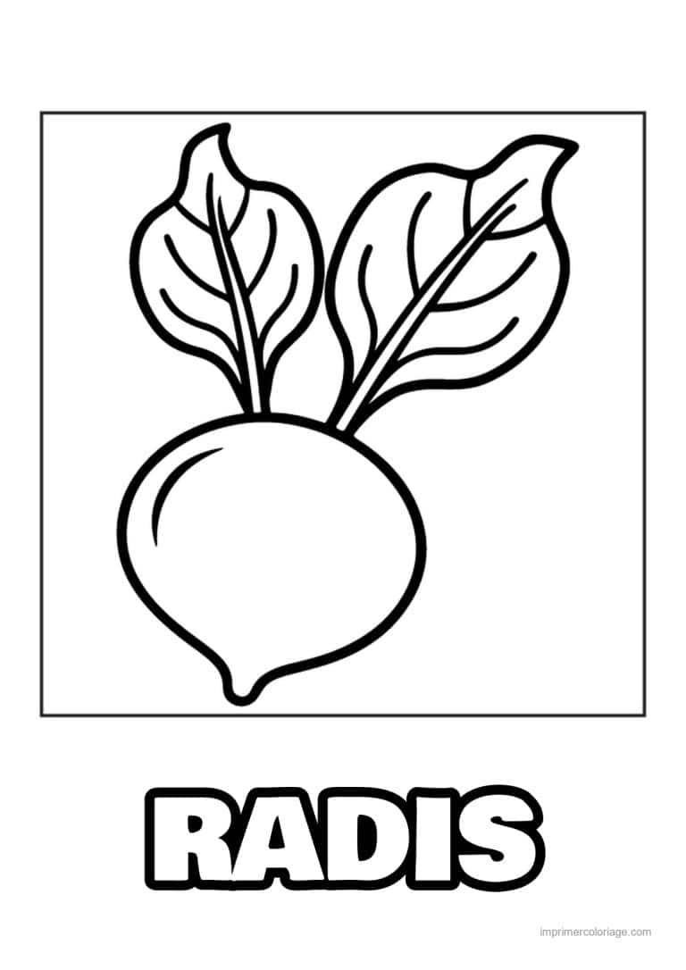 coloriage radis navet betterave betterave et ses feuilles - dessin gratuit &agrave; imprimer