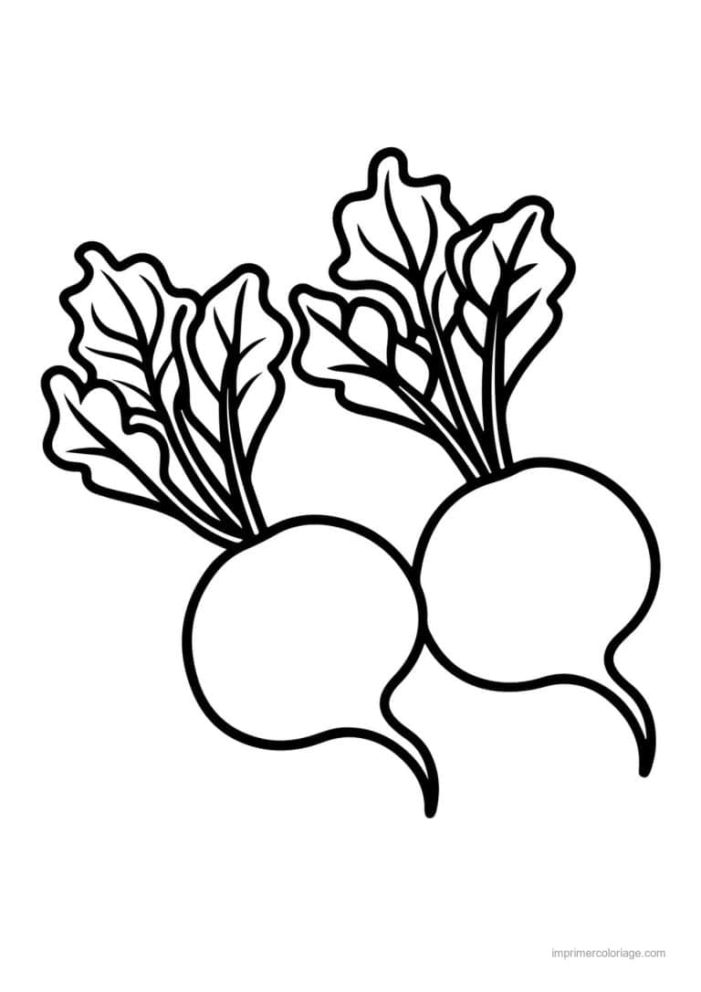 coloriage radis navet betterave deux radis et leurs fanes - dessin gratuit &agrave; imprimer