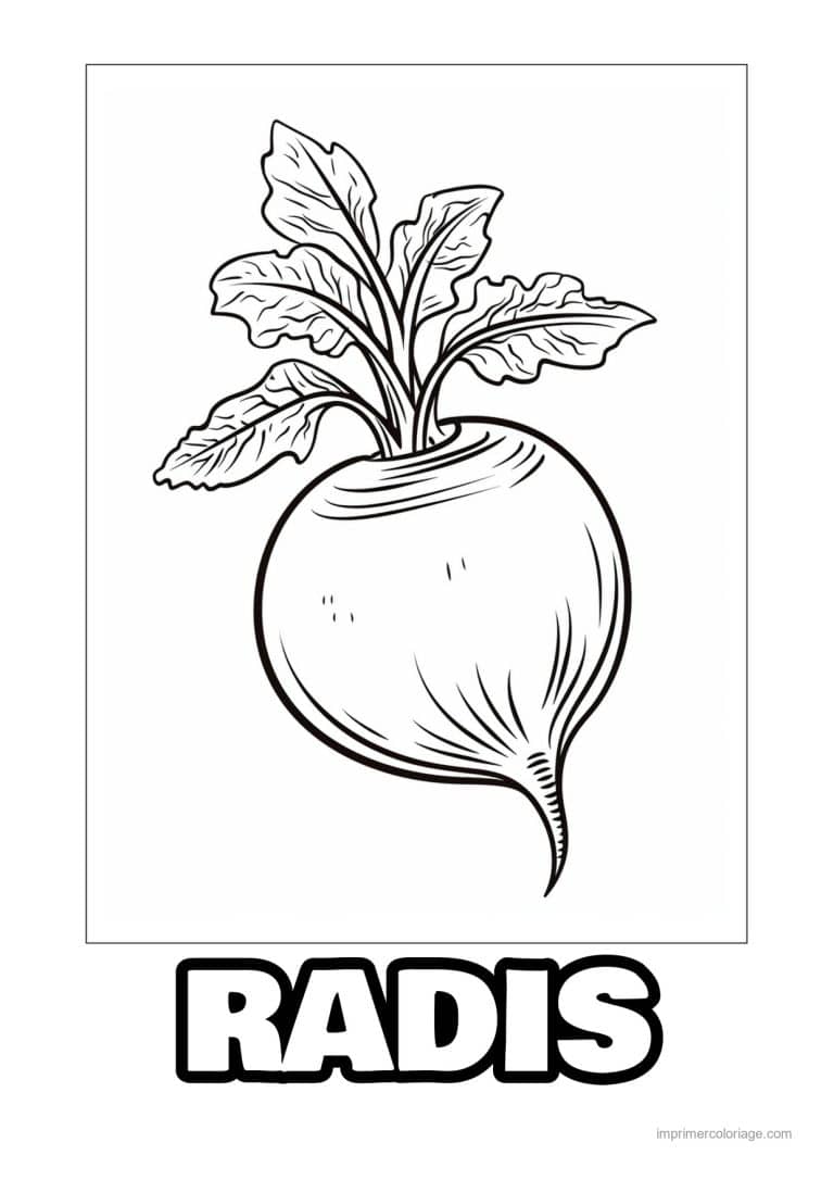 coloriage radis navet betterave navets et leurs fanes 36 - dessin gratuit &agrave; imprimer