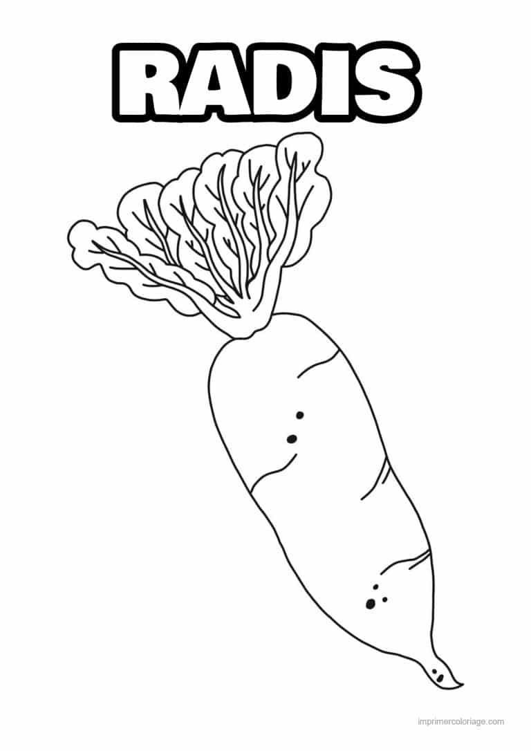 coloriage radis navet betterave radis blanc et ses fanes - dessin gratuit &agrave; imprimer
