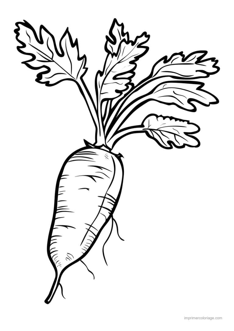 coloriage radis navet betterave radis blanc grave 164 - dessin gratuit &agrave; imprimer