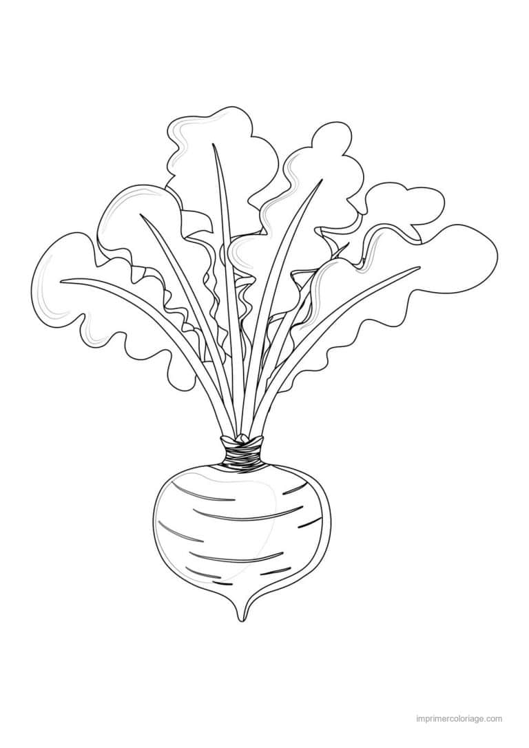 coloriage radis navet betterave radis et ses fanes 2 - dessin gratuit &agrave; imprimer