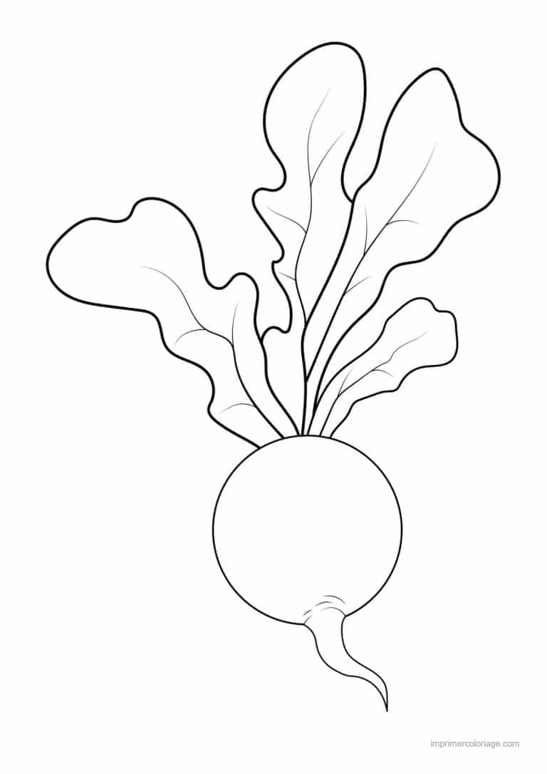 coloriage radis navet betterave radis et ses fanes 3 - dessin gratuit &agrave; imprimer