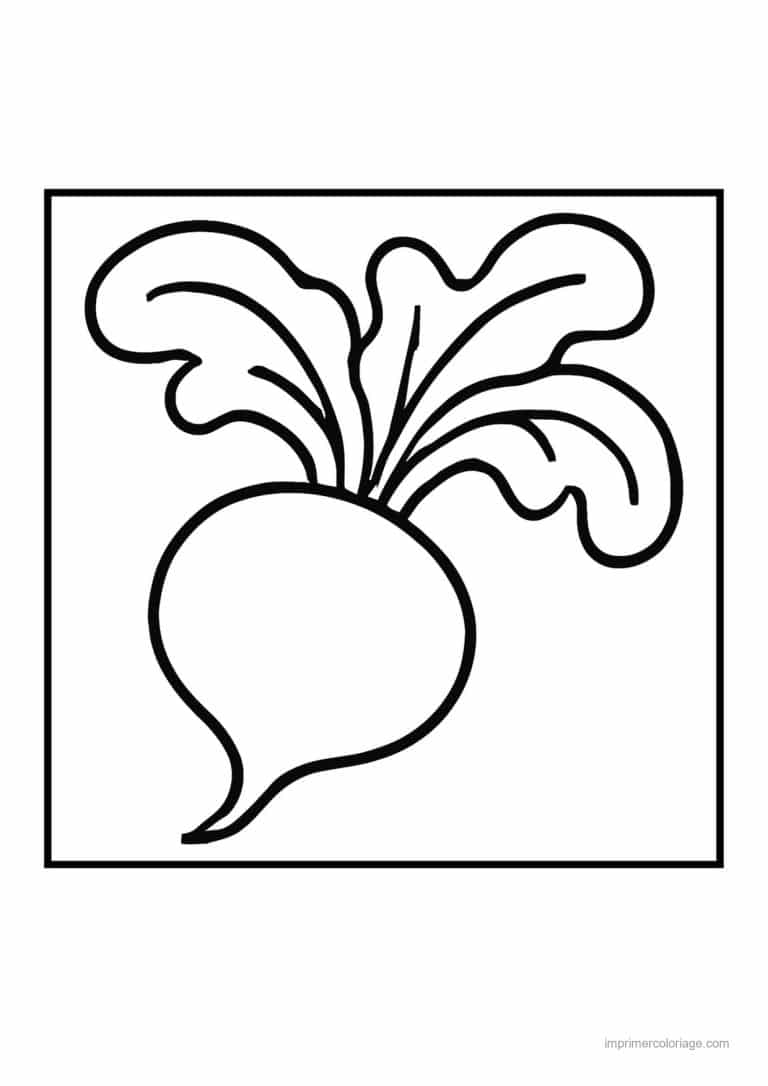 coloriage radis navet betterave radis et ses fanes - dessin gratuit &agrave; imprimer