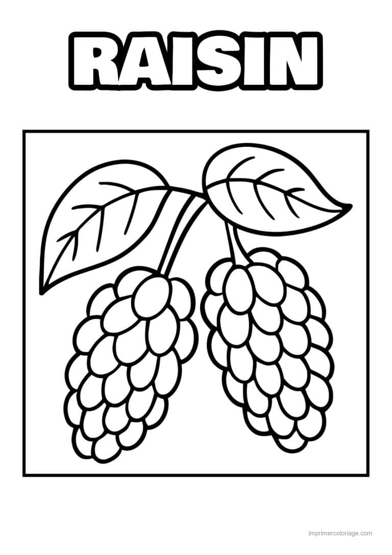 coloriage raisin deux grappes de raisin - dessin gratuit &agrave; imprimer