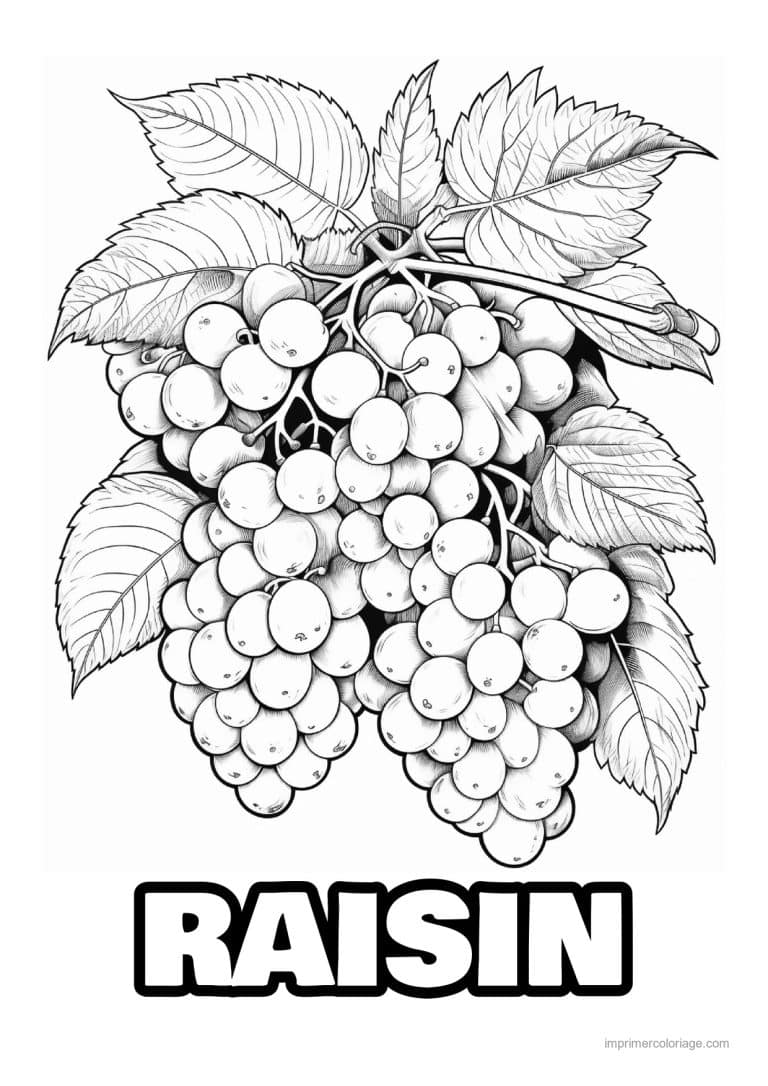 coloriage raisin deux grappes de raisin et feuilles - dessin gratuit &agrave; imprimer