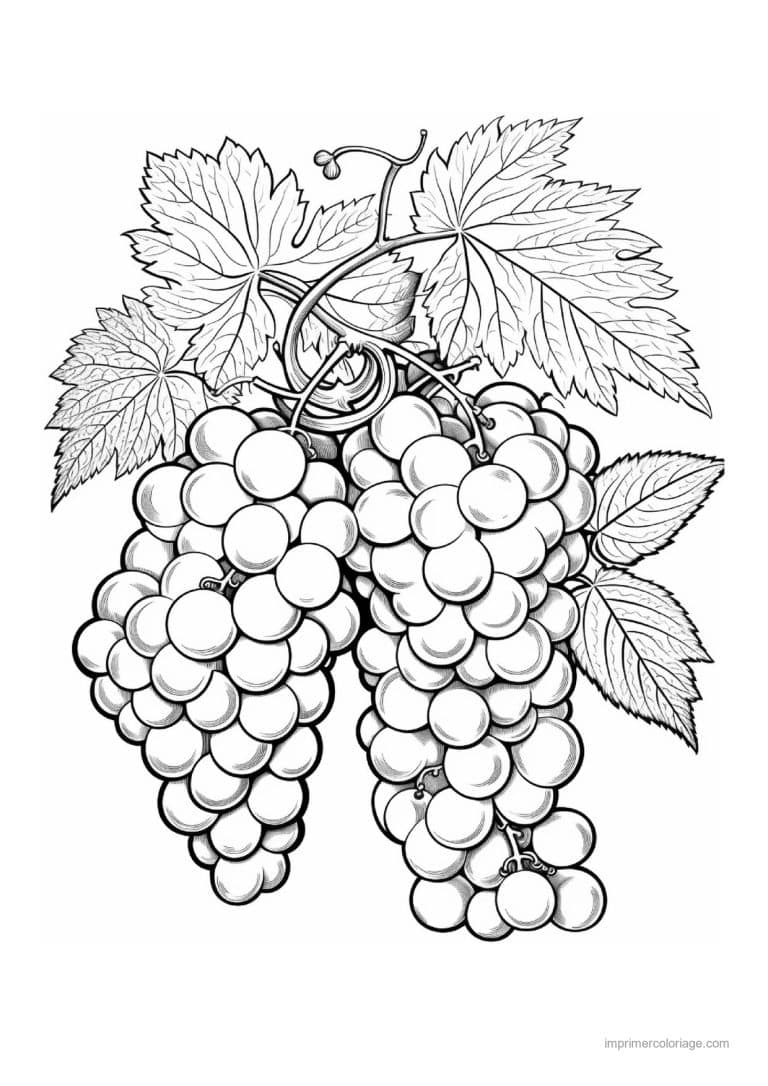 coloriage raisin deux grappes de raisin sur la vigne - dessin gratuit &agrave; imprimer