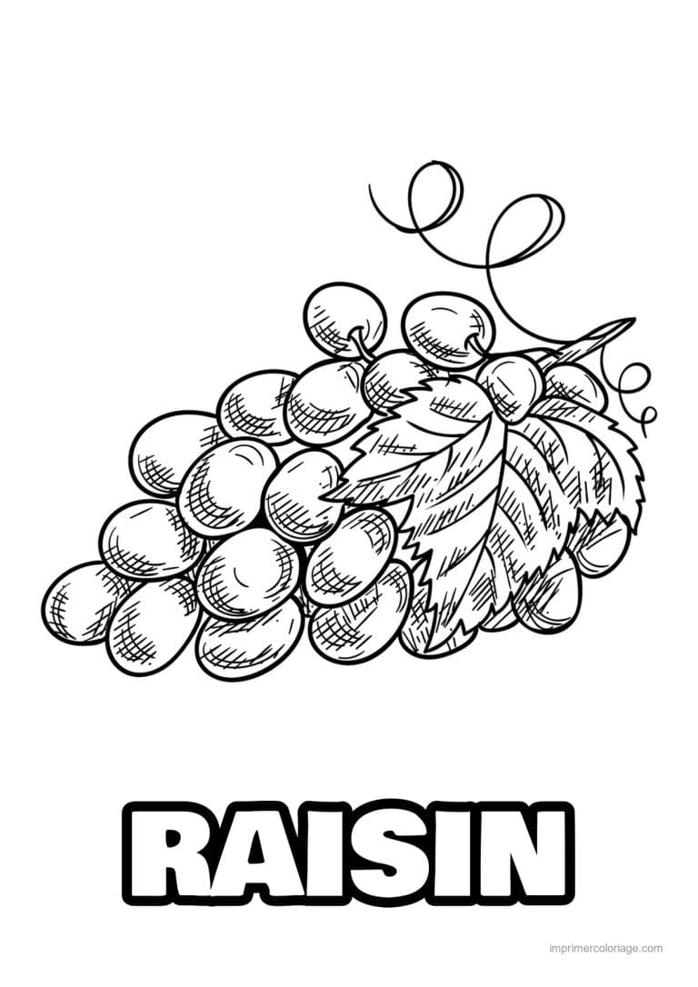 coloriage raisin grappe de raisin et vrilles - dessin gratuit &agrave; imprimer