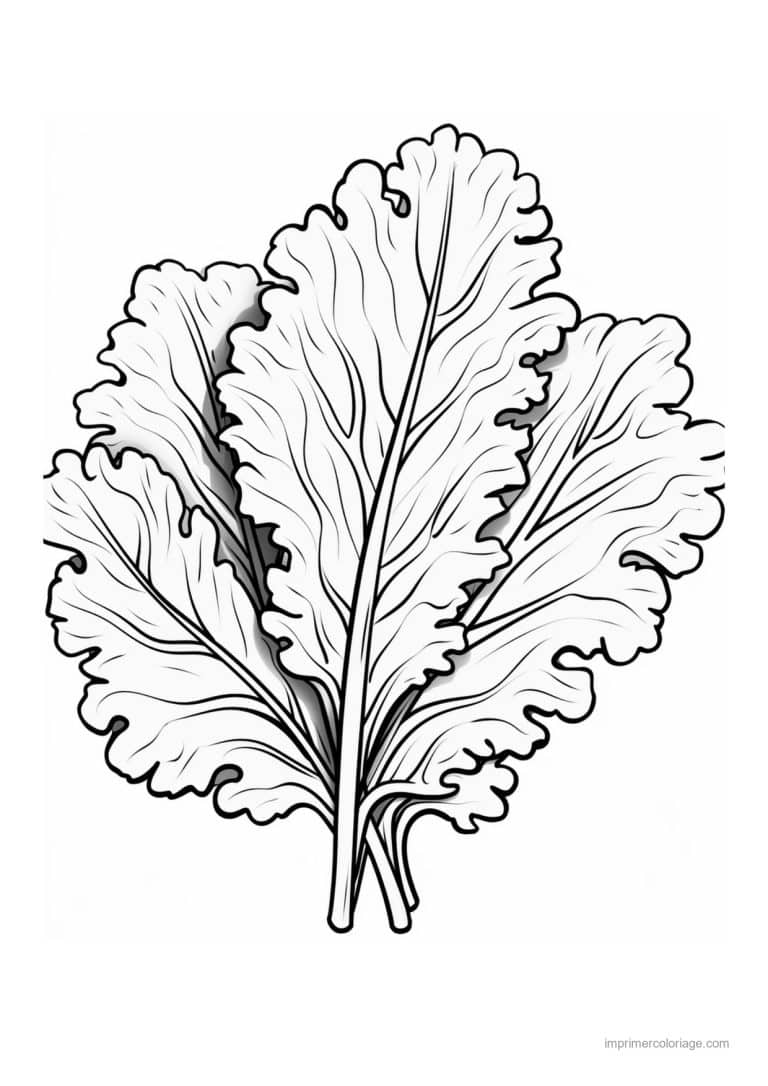 coloriage salade laitue deux feuilles de laitue - dessin gratuit &agrave; imprimer