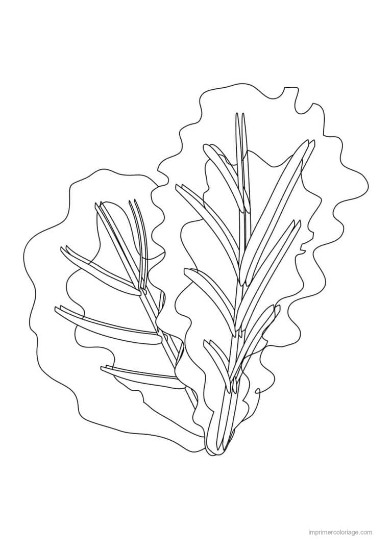 coloriage salade laitue feuille de laitue 2 - dessin gratuit &agrave; imprimer