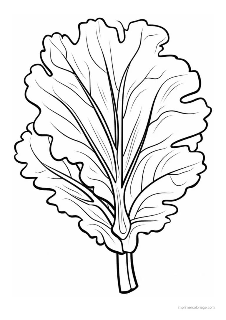 coloriage salade laitue feuille de laitue et sa nervure - dessin gratuit &agrave; imprimer