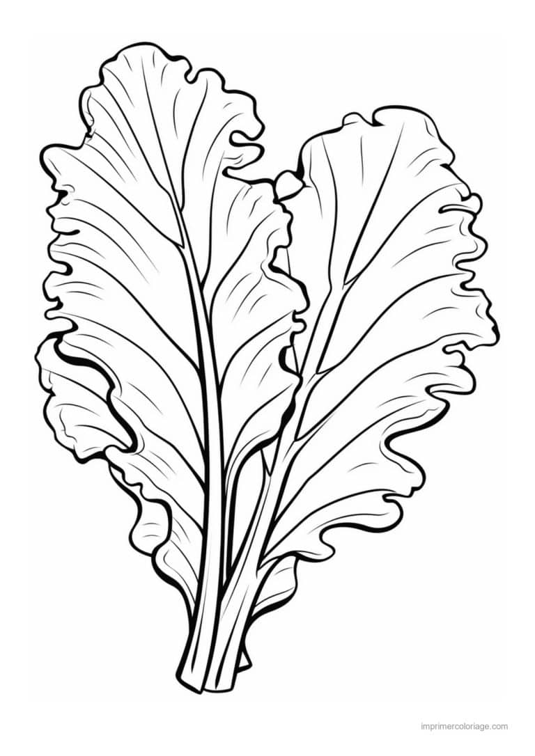 coloriage salade laitue feuilles de laitue croisees - dessin gratuit &agrave; imprimer