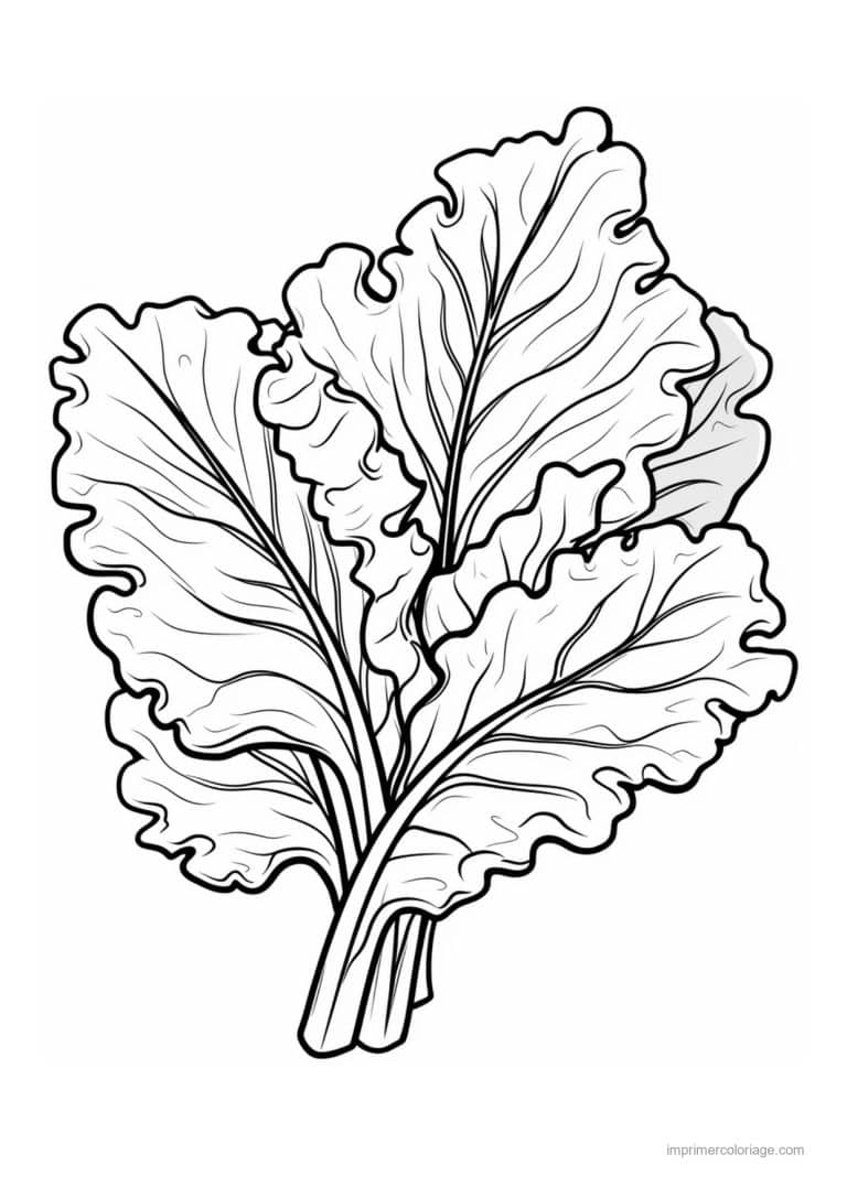 coloriage salade laitue feuilles de laitue en bouquet - dessin gratuit &agrave; imprimer