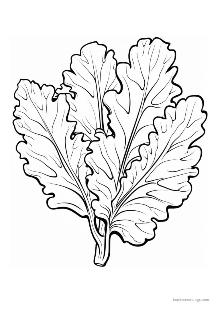 coloriage salade laitue feuilles de laitue ondulees - dessin gratuit &agrave; imprimer