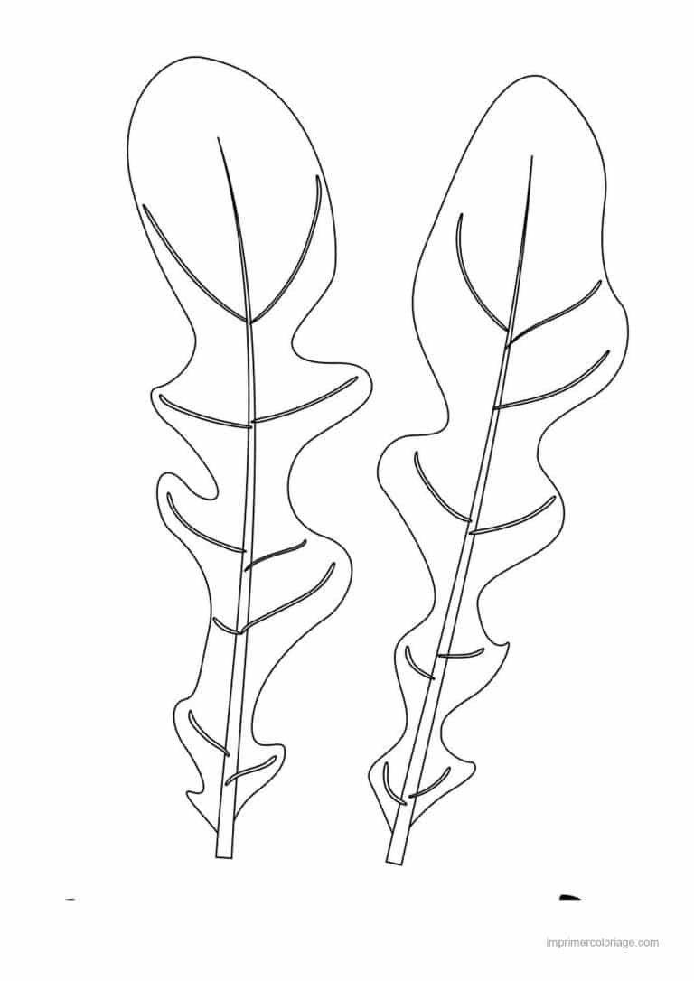 coloriage salade laitue feuilles de roquette 2 - dessin gratuit &agrave; imprimer