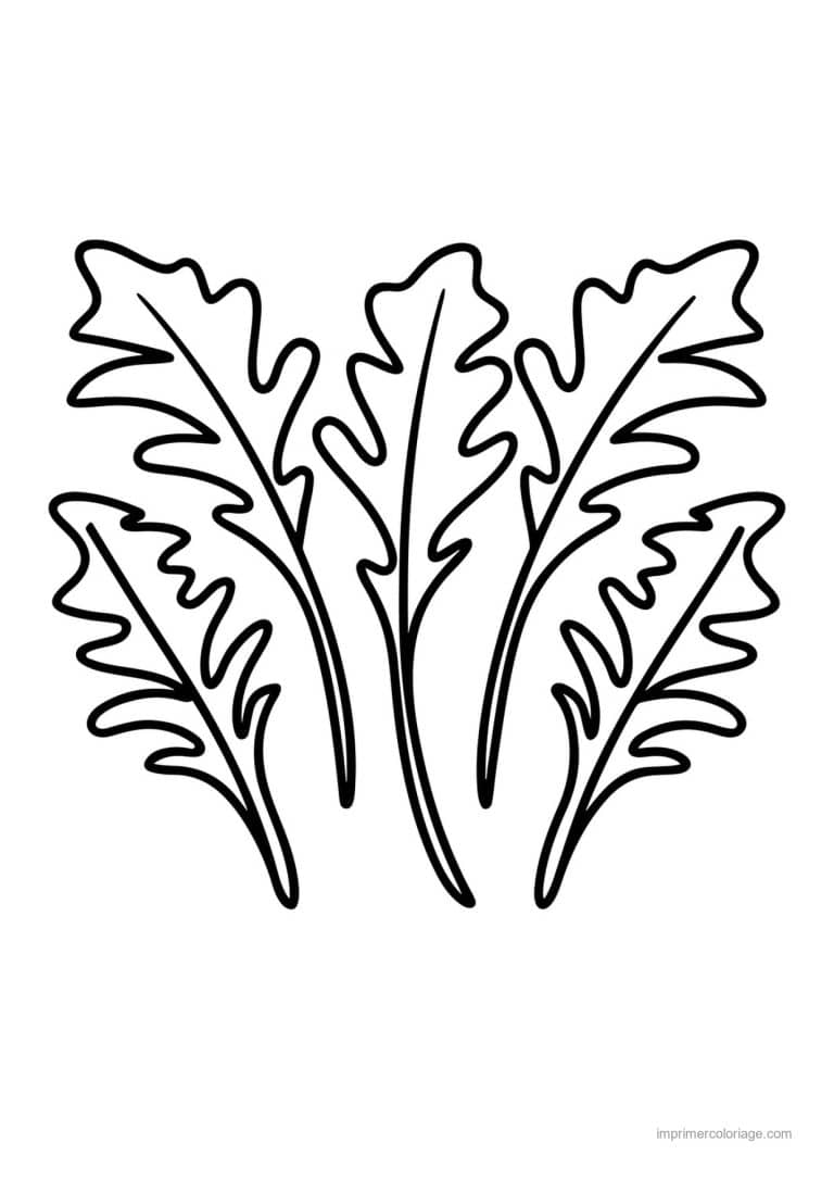 coloriage salade laitue feuilles de roquette - dessin gratuit &agrave; imprimer